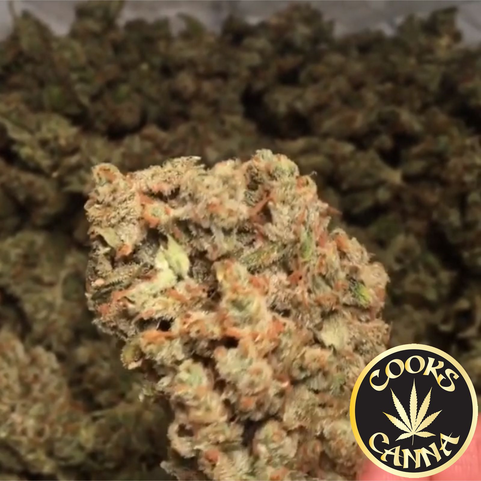 Cooks Canna Premium Jack Leafly